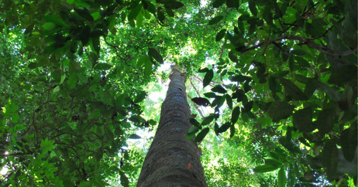 O manejo florestal sustentável do Ipê no Brasil