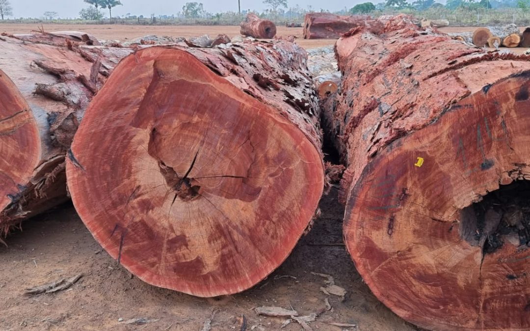 O verdadeiro impacto social-econômico do manejo florestal sustentável!